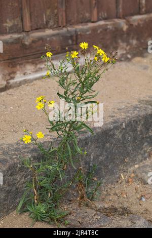 Ragwort à feuilles étroites (Senecio inaequidens), floraison au côté de la voie, Allemagne Banque D'Images