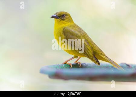 Safran finch (Sicalis flaveola), femme, Brésil, Mata Atlantica, Parc national d'Itatiaia Banque D'Images