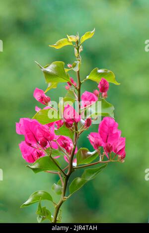 Petit bougainvillea, Paperflower (Bougainvillea glabra 'Alexandra', Bougainvillea glabra Alexandra), fleurs de cultivar Alexandra, Allemagne, Nord Banque D'Images