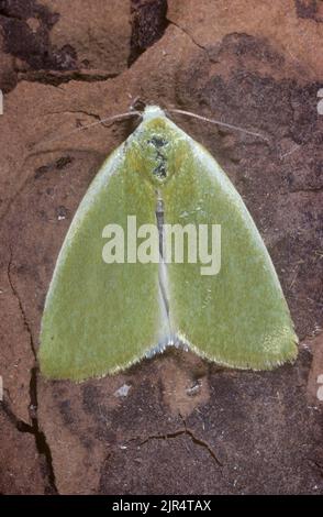 Le pois vert bordés de crème (Earias clorana, Phalaena clorana), se trouve sur l'écorce, en Allemagne Banque D'Images