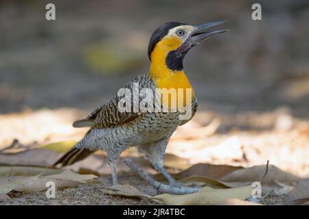 campo flicker (Colaptes campestris), femelle, Brésil, Pantanal Banque D'Images