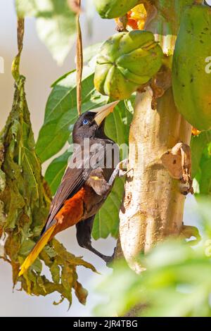 Oropendola à crête (Psarocolius decumanus), fourrageant sur la papaye, Brésil, Pantanal Banque D'Images