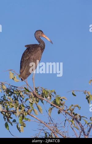 Limpkin (Aramus guarauna), sur un arbre, Brésil, Pantanal Banque D'Images