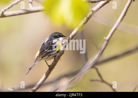 Paruline à rumissement jaune (Setophaga coronata, Dendroica coronata), mâle perché sur une branche, Canada, Manitoba, parc national du Mont-Riding Banque D'Images