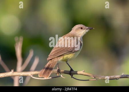 Tyran de bétail (Machetornis rixosa), perché sur une branche, Brésil, Pantanal Banque D'Images