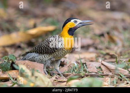 campo flicker (Colaptes campestris), femelle, Brésil, Pantanal Banque D'Images