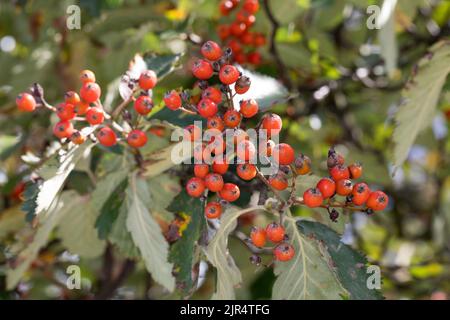 Whitebeam suédois (Sorbus intermedia), fruiting twigg, Allemagne Banque D'Images