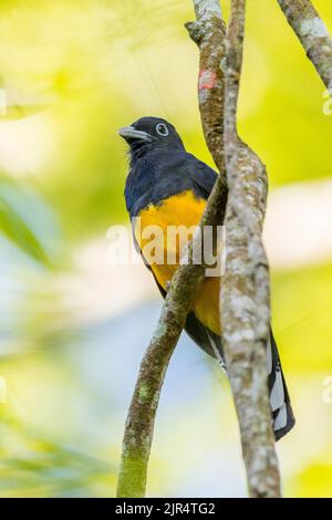 trogon à queue blanche (Trogon viridis), mâle perché sur une branche, Brésil, Mata Atlantica, Parc national d'Itatiaia Banque D'Images