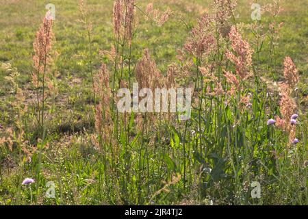 Dock Compact, Thyrse oseille (Rumex thyrsiflorus), blooming, Allemagne Banque D'Images