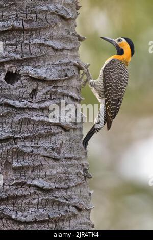 campo flicker (Colaptes campestris), femelle perchée sur un tronc d'arbre, Brésil, Pantanal Banque D'Images