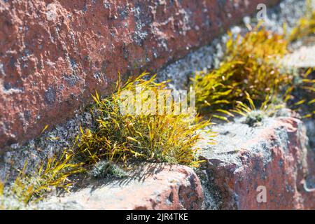 Tortula Moss, mousse à vis de mur (Tortula muralis), pousse dans les trous d'un mur, Allemagne Banque D'Images