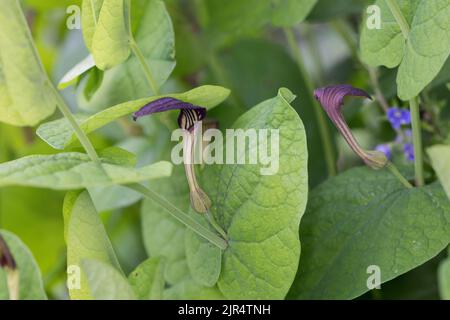 Emose, Emoût de naissance à feuilles rondes (Aristolochia rotunda), floraison Banque D'Images