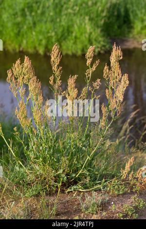 Dock Compact, Thyrse oseille (Rumex thyrsiflorus), blooming, Allemagne Banque D'Images