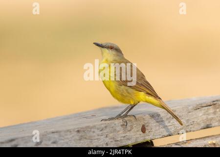 Tyran de bétail (Machetornis rixosa), perché sur une rampe, Brésil, Pantanal Banque D'Images