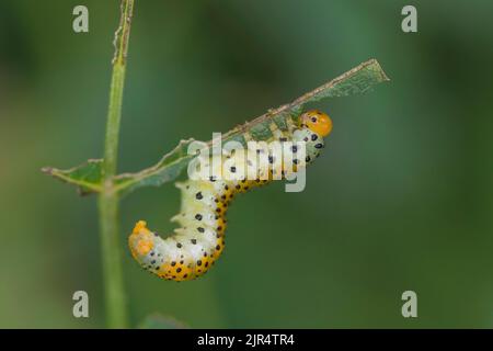 Mouche à rosier (Arge ochropus, Arge rosée), la larve se nourrit d'une rose, Allemagne Banque D'Images