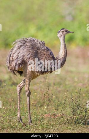 Grande nandou (Rhea americana), au groenland, au Brésil, à Pantanal Banque D'Images