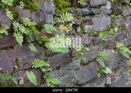 La polypodie commune (Polypodium vulgare), pousse dans les trous d'un mur de pierre, Allemagne Banque D'Images