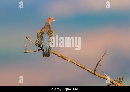 Picazuro Pigeon (Patagioenas picazuro), perché sur une branche, Brésil, Parc national Serra da Canastra Banque D'Images