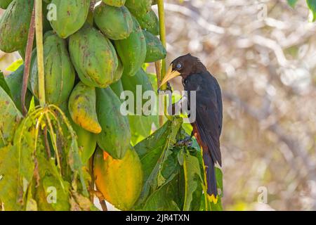 Oropendola à crête (Psarocolius decumanus), femelle fourrageant sur la papaye, Brésil, Pantanal Banque D'Images