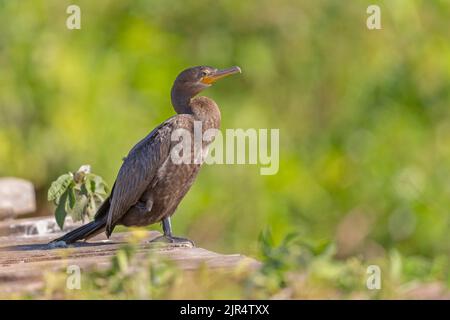 Cormorant néotrope (Nannopterum brasilianus, Phalacrocorax brasilianus, Phalacrocorax olivaceus), debout, Brésil, Pantanal Banque D'Images