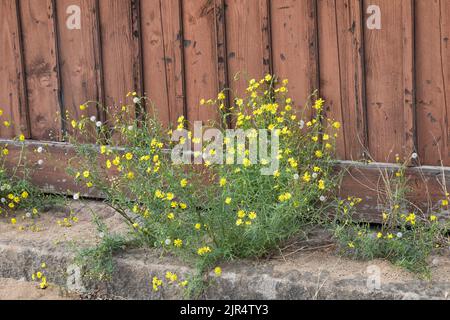 Ragwort à feuilles étroites (Senecio inaequidens), floraison au côté de la voie, Allemagne Banque D'Images