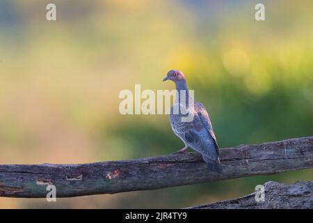 Picazuro Pigeon (Patagioenas picazuro), perché sur une branche, Brésil, Parc national Serra da Canastra Banque D'Images