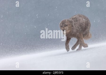 Vue rapprochée d'un renard arctique bleu qui court sous la neige dans un champ Banque D'Images