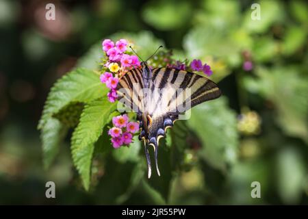 Iphiclides feisthamelii, papillon à queue de cybérique rare Banque D'Images