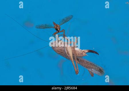 Asilinae, voleur Fly avec sa proie un grand Grasshopper Banque D'Images