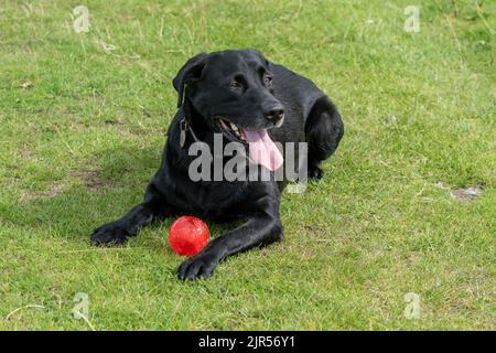 Un Labrador retriever noir couché sur l'herbe avec une boule en plastique rouge. Banque D'Images