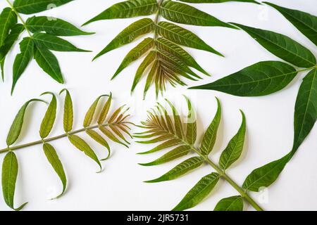 Branche avec feuille verte d'ailanthus altissima (arbre du ciel) en gros plan sur fond blanc. Composition en feuilles décorative. Banque D'Images