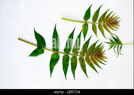 Arrière-plan de feuilles ornementales. Trois branches d'ailanthus altissima avec feuille verte sur fond blanc, gros plan. Banque D'Images