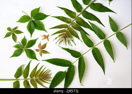 Feuille verte décorative sur fond blanc, gros plan. 4 branches de parthénocissus avec 5 feuilles et 3 branches d'Ailanthus altissima avec composé pinnatelé Banque D'Images