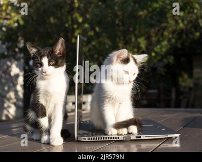 deux chatons sont assis côte à côte sur la table divisée par l'écran d'un ordinateur portable ouvert. Amour pour les chats. Assistants de travail en ligne, bureau à domicile. Freelance. Banque D'Images