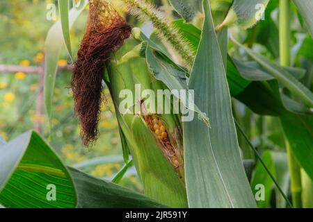 Jeunes épis de maïs doux avec des feuilles vertes juteuses sur le terrain. Contexte de l'agriculture. La culture de légumes à la maison dans l'agriculture. Banque D'Images