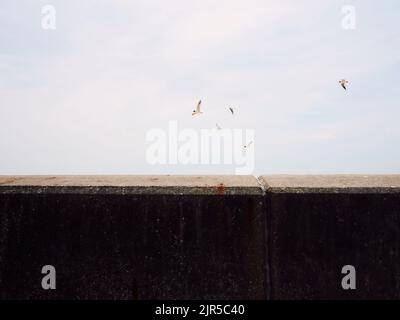 Des mouettes volant au-dessus du mur de mer en béton de défense contre les inondations à l'île Canvey, estuaire de la Tamise, Essex, Angleterre, Royaume-Uni Banque D'Images