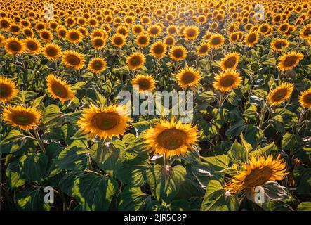 Balatonfuzfo, Hongrie - vue aérienne par drone d'un beau champ de tournesol de couleur chaude au coucher du soleil près du lac Balaton en été. Backgro agricole Banque D'Images
