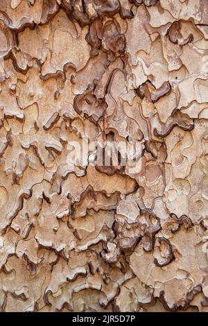 Le motif complexe de l'écorce de pin ponderosa, parc national de Yosemite, californie, États-Unis. Banque D'Images
