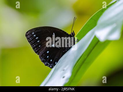 Un papillon à tête de King Crow à bandes bleues (Euploea eunice). Halmahera, Indonésie. Banque D'Images
