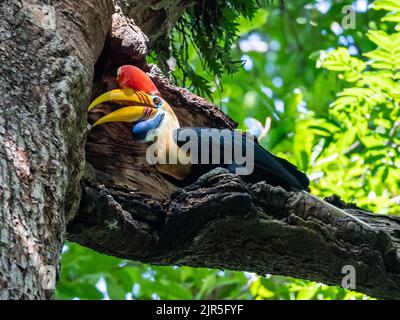 Un mâle a attrapé Hornbill (Rhyticeros cassidix) nourrissant une femelle reproductrice dans son nid. Parc national de Tangkoko, Sulawesi, Indonésie. Banque D'Images