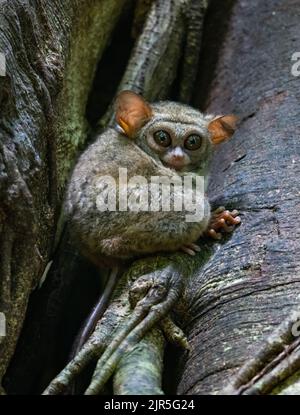 Un petit primate Spectral Tarsier (spectre Tarsius) assis sur un tronc d'arbre dans la nature. Parc national de Tangkoko, Sulawesi, Indonésie. Banque D'Images