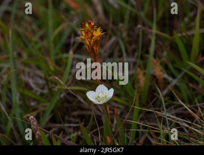 Herbe de Parnassus (Parnassia palustris) et de Bog Asphodel (Narthecium ossifragum), en croissance dans le sol de boghei, Lingness, nidification sud, Shetland. Banque D'Images