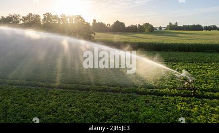 Vue aérienne par un drone d'un champ agricole irrigué par un système d'irrigation gigantesque et puissant. Photo de haute qualité Banque D'Images