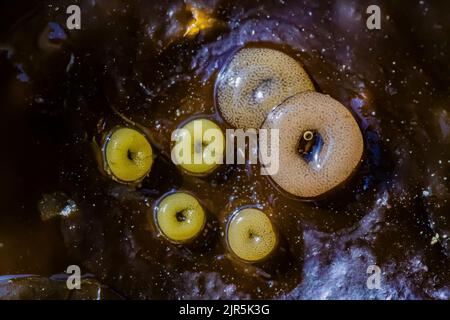 Lacuna du nord, lacuna vincta, œufs d'escargot sur varech à Tongue point dans l'aire de loisirs de Salt Creek le long du détroit de Juan de Fuca, péninsule olympique, Banque D'Images