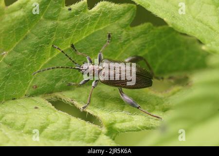 Gros plan naturel détaillé sur un coléoptère en roseau à demi-penny coloré, Donacia semicuprea Banque D'Images