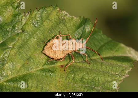 Gros plan détaillé sur un stade de couleur pâle de la punaise du Dock, Coreus marginatus, assis sur une feuille verte Banque D'Images