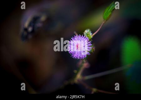 gros plan macro photo de l'herbe pantropicale mimosa pudica également connu sous le nom de plante de honte ou de plante sensible. Banque D'Images