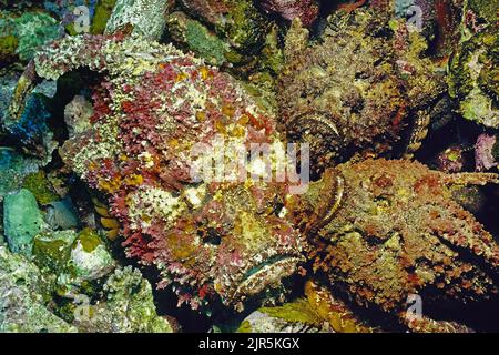 Trois poissons de récif (Synanceia verrucosa), le poisson le plus venimeux du monde, il a été responsable de nombreux décès humains, Lombok, Indonésie Banque D'Images