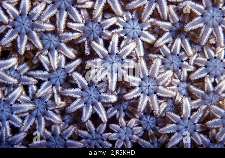Coraux stolon ou coraux tubulaires (Clavularia sp.), famille des Clavulariidae, Égypte, Mer Rouge Banque D'Images