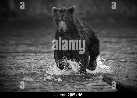 Gros plan en niveaux de gris d'un ours brun qui coule dans une rivière avec un arrière-plan flou Banque D'Images